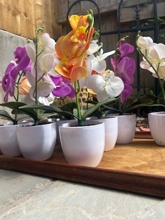 Orchid plant, £5